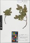 Foto von Salix glabra Scop.